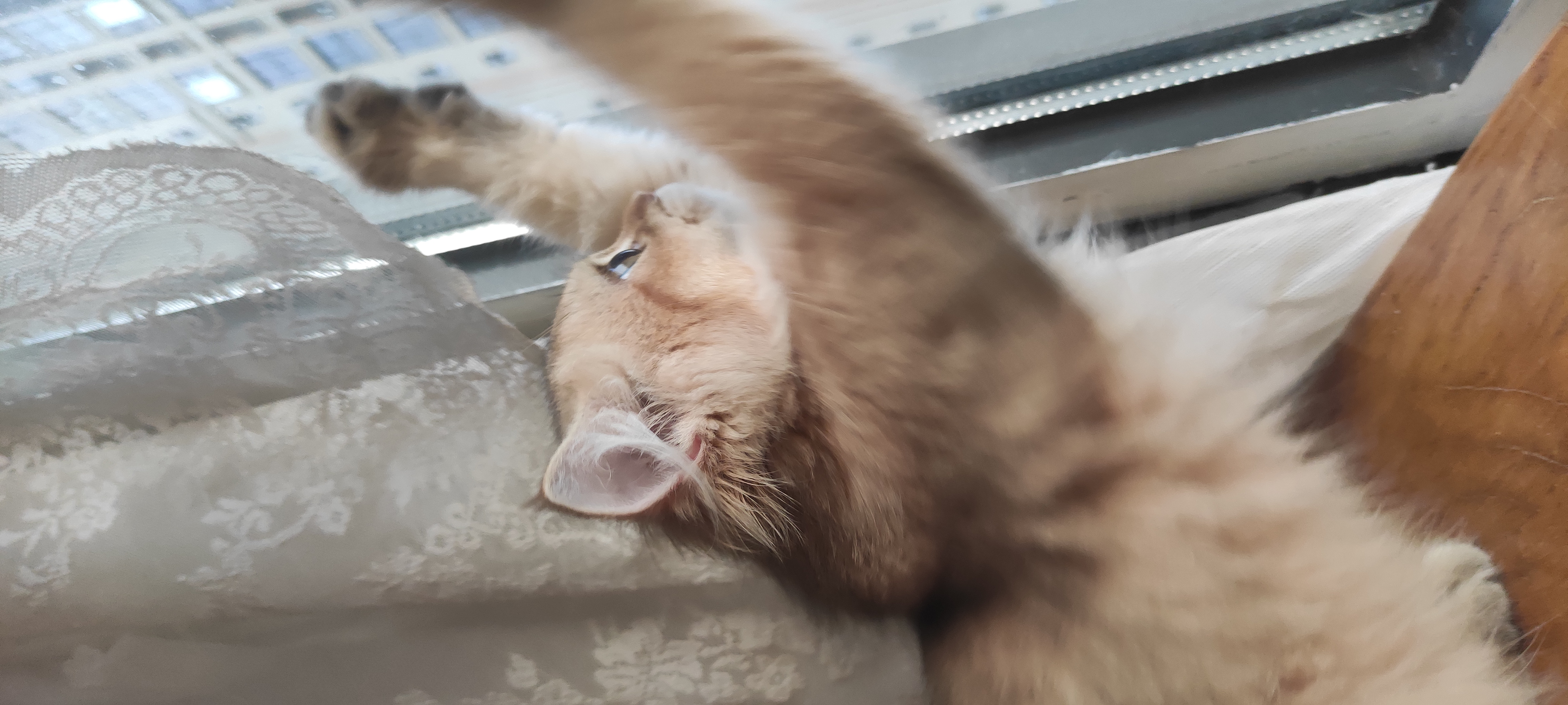 小猪，金渐层弟弟，2针疫苗
